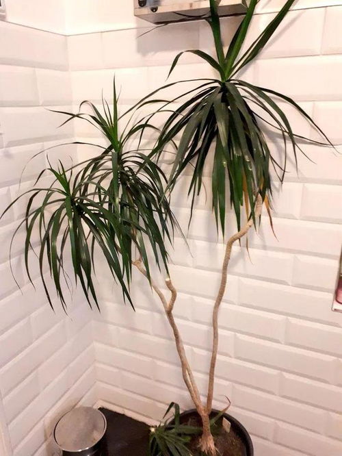 苹果保修查询,苹果保修查询和激活日期