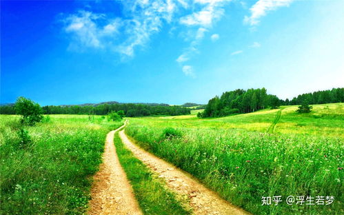 野花高清在线观看免费,野花香电视剧全集免费观看
