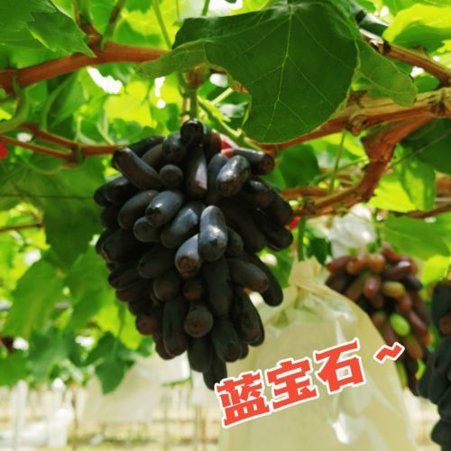 蓝宝石葡萄种植技术,蓝宝石葡萄种植技术与管理