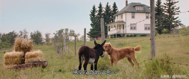 小毛驴影院,小毛驴影院简介