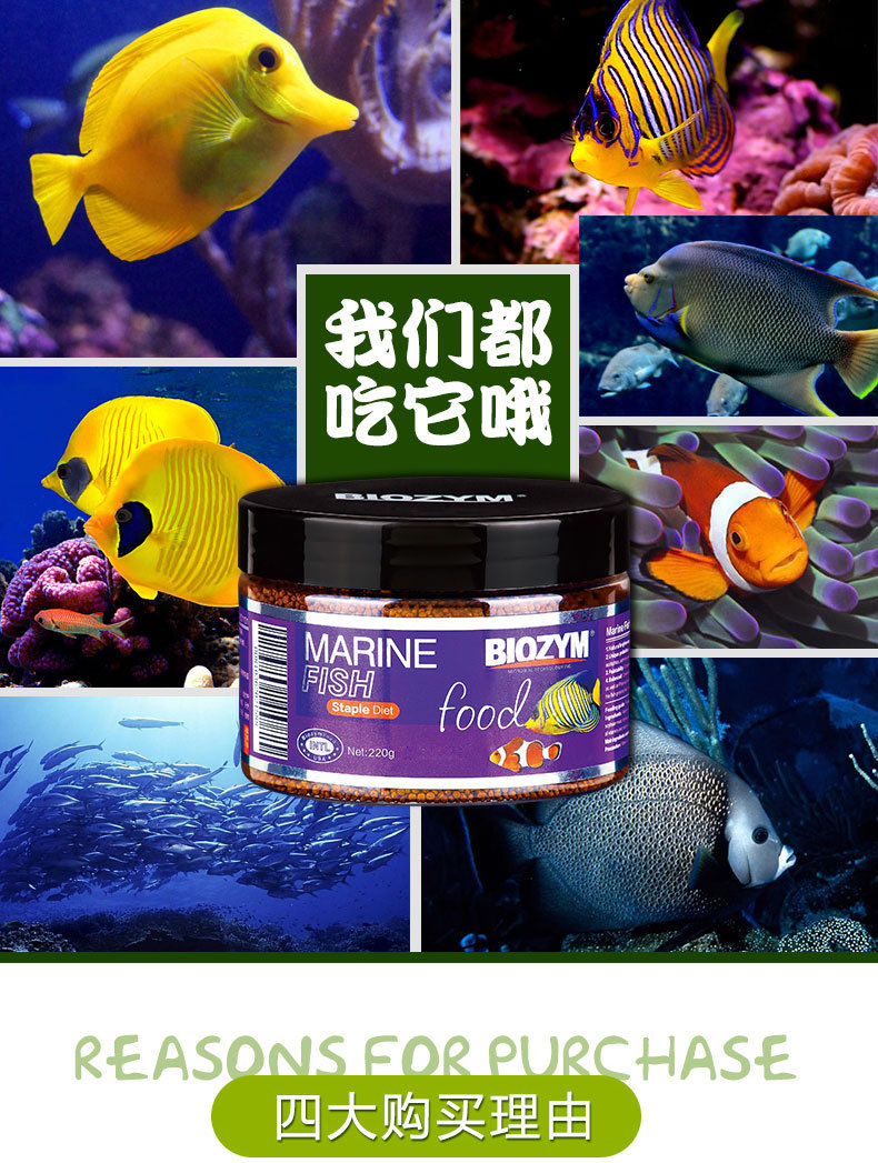 蓝魔海水鱼,蓝魔海水鱼寿命