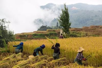 红米多少钱一斤?,红米多少钱一斤真的